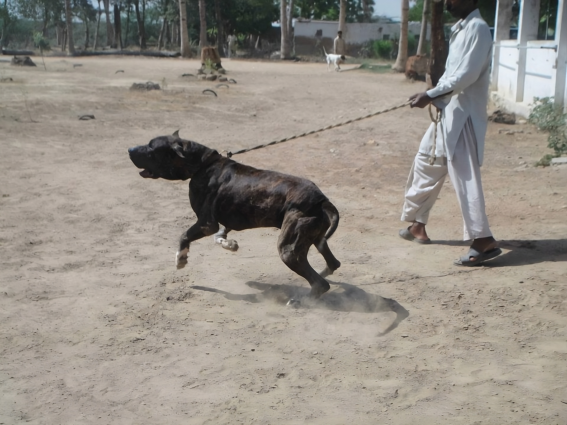 A brindle Bully Kutta dog showing guarding behavior while being handled on a leash in an open rural training area