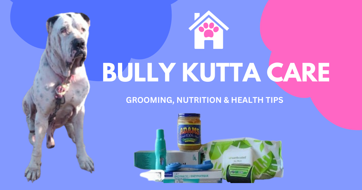 Bully Kutta care guide with grooming products, nutrition items, and a healthy Bully Kutta dog illustration for grooming and health tips.