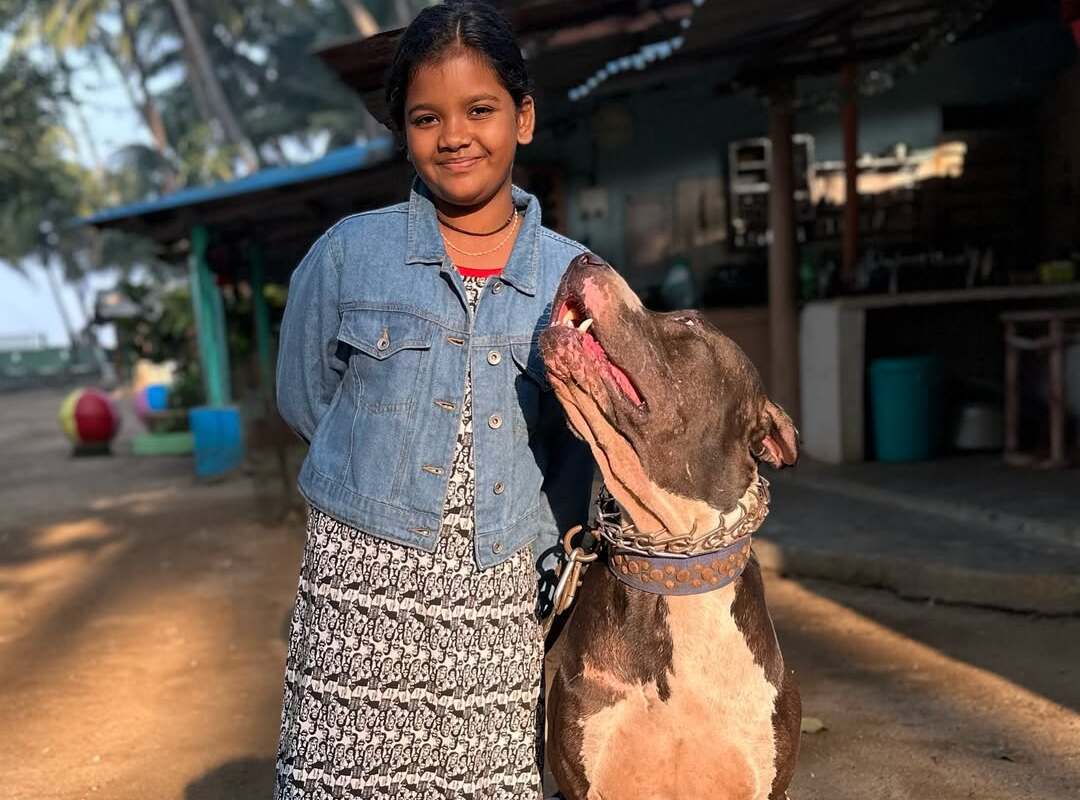 A young girl smiling while standing next to a loyal Bully Kutta family dog in a backyard