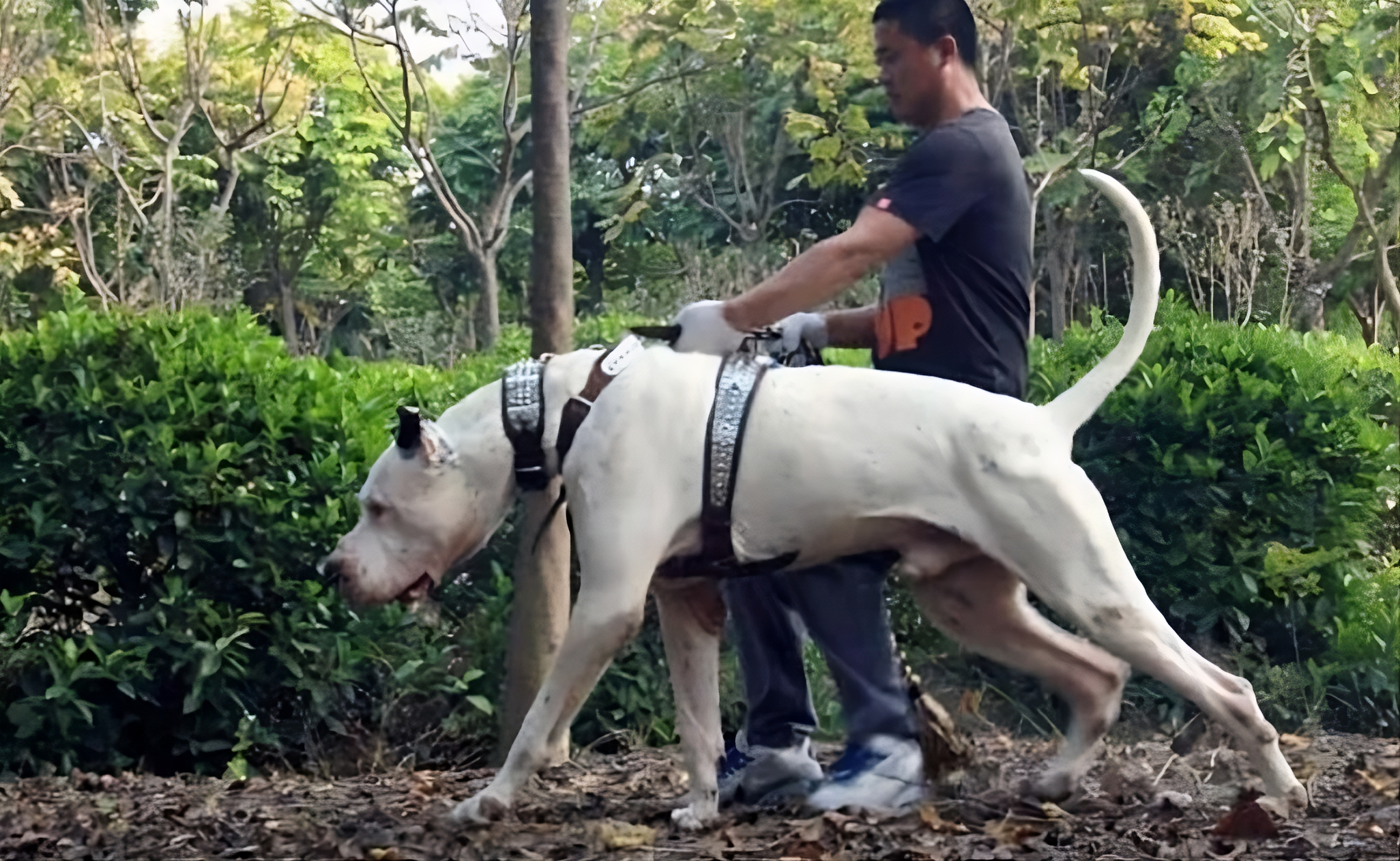 Large Pakistani Bully Kutta walking with handler in a green outdoor park, showing the breed’s size, structure, and movement.