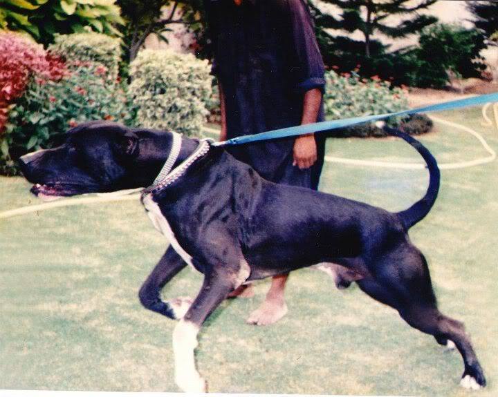 Pakistan National Champion Badal