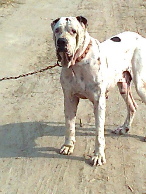Purana Bully Kutta Billa