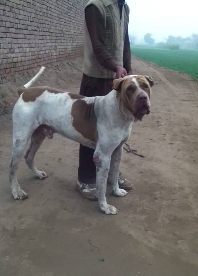 Purana Bully Kutta Tank